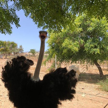 Finca Avestruz Βίλα San Isidro  Εξωτερικό φωτογραφία