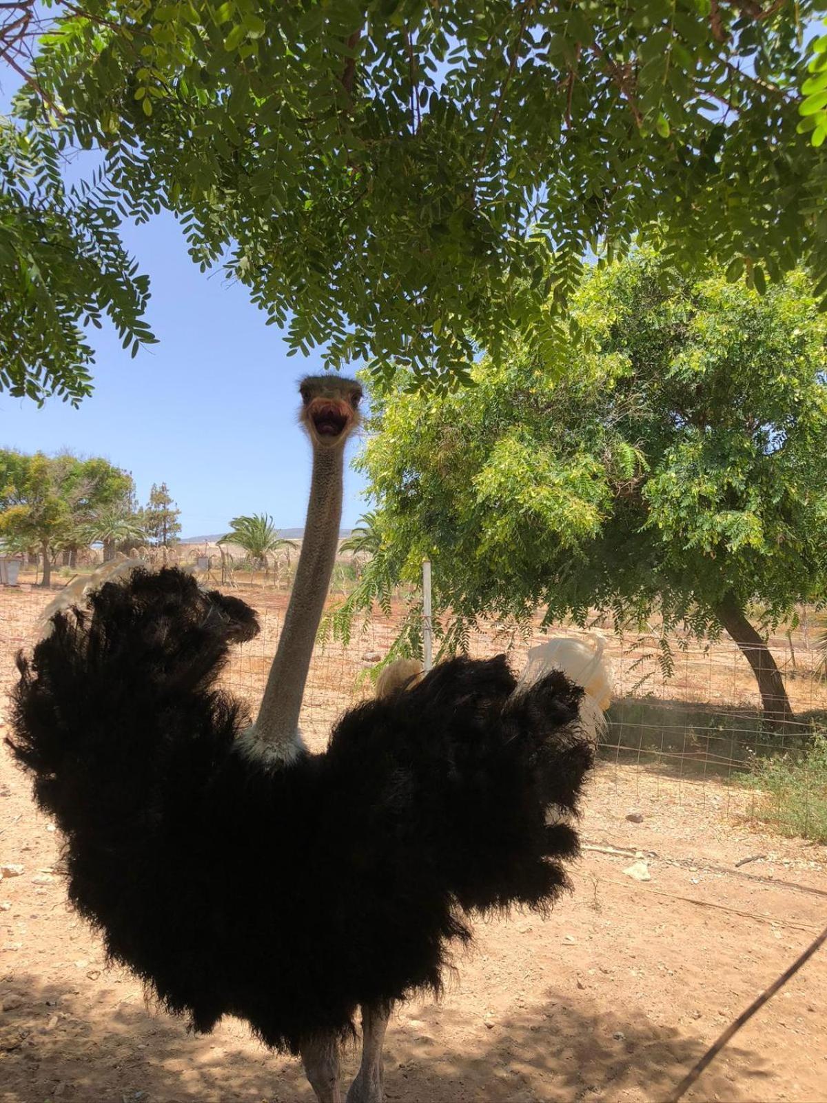 Finca Avestruz Βίλα San Isidro  Εξωτερικό φωτογραφία